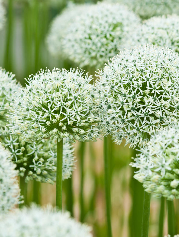 Allium Mount Everest